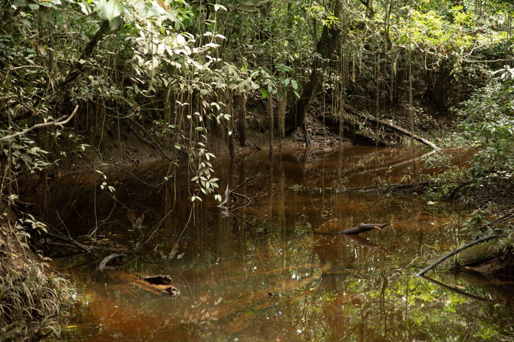 Batuta escucha el territorio: Puerto Asís Sonoro