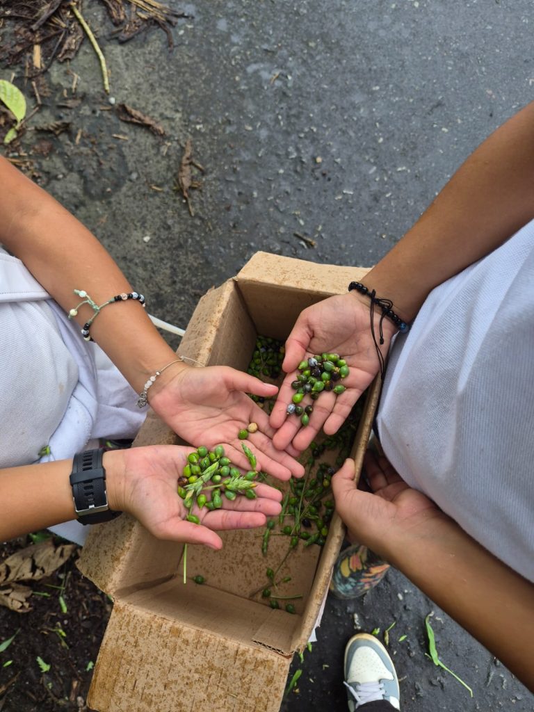 Dos manos de niños muestran a la cámara varias semillas de plantas